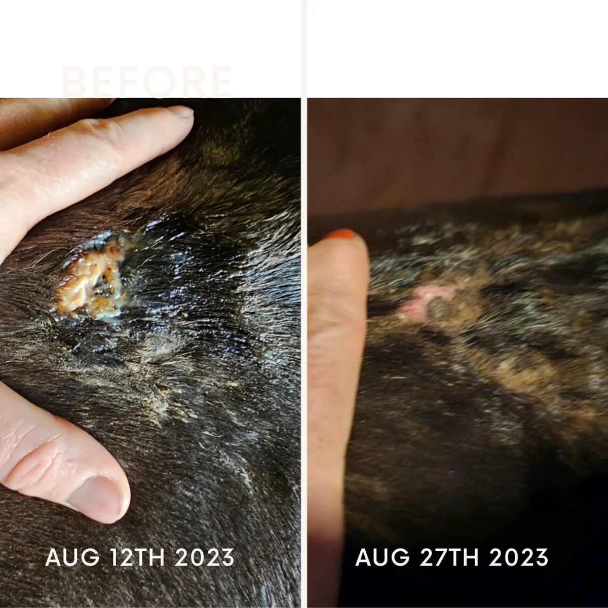 Dog skin healing before and after — Aug 12 to Aug 27, 2023